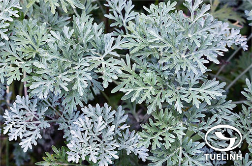Cây Ngải đắng. Artemisia absinthium L. - Cây Thuốc Nam Quanh Ta